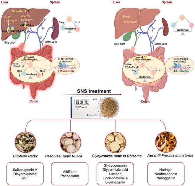 中国药科大学揭示四逆散通过调节胆固醇代谢减轻溃疡性结肠炎中肠道和肝脏损伤太阳成集团tyc45668cn
